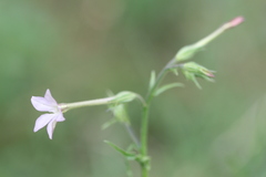 Nicotiana plumbaginifolia
